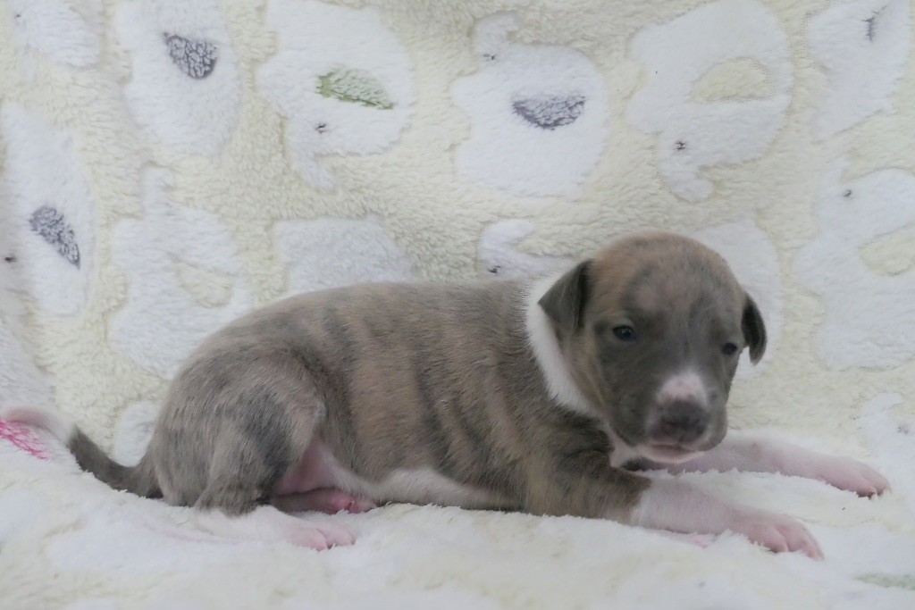 chiot Whippet Du Jour De Gloire