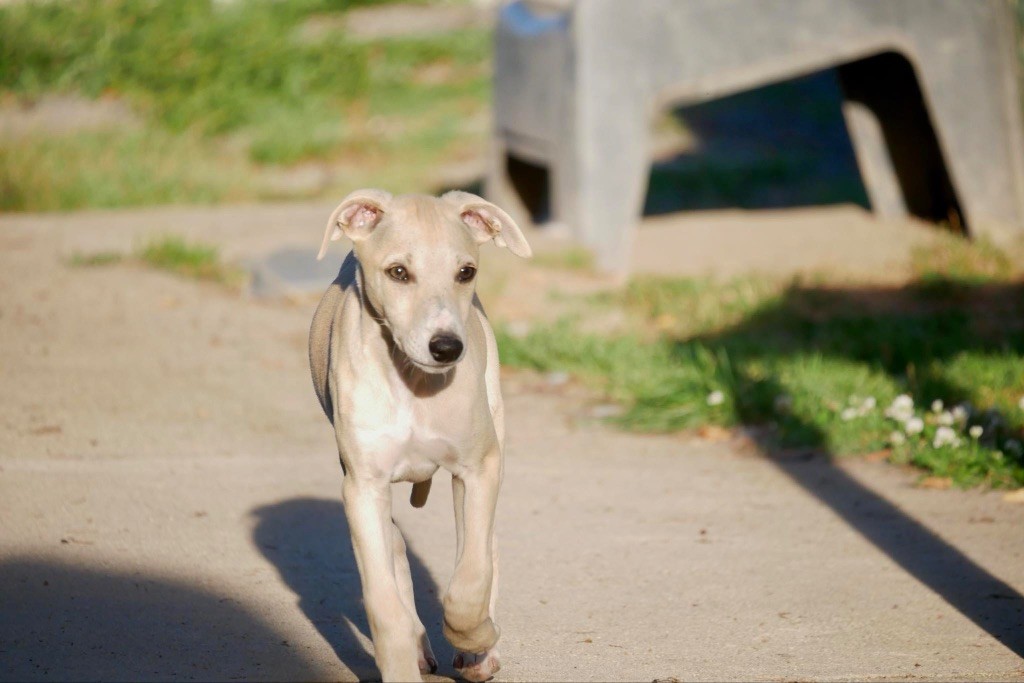 Du Jour De Gloire - Chiot disponible  - Whippet