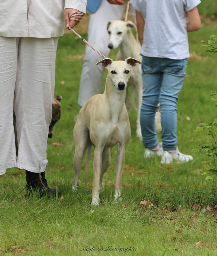 Scratchi domaine de belle rose