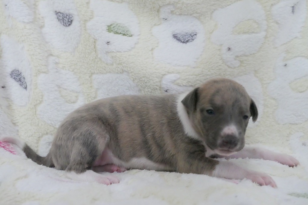 Chiot Whippet Du Jour De Gloire